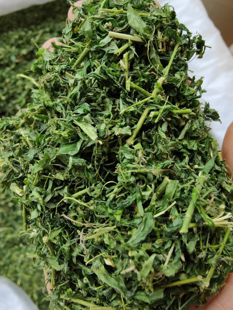广西相思藤茶小叶鸡骨草茶鸡骨草叶藤相思叶茶