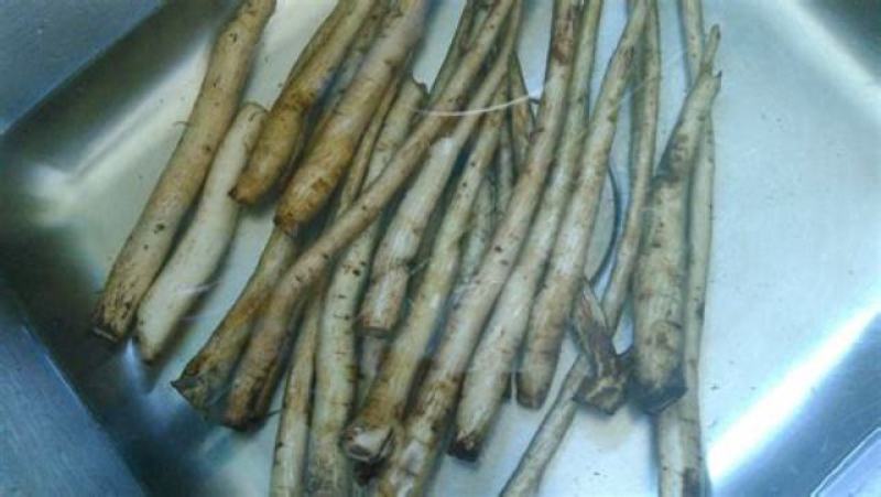 马刺根