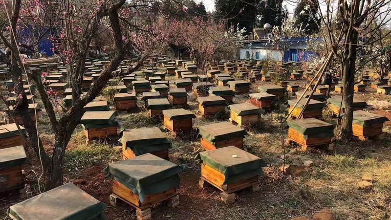 蜂巢蜜一件90斤左右，盒装蜂蜜，跑江湖地摊货源产品批发