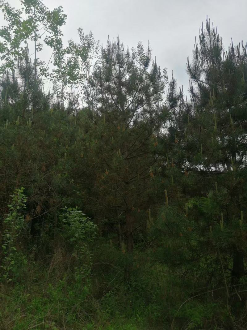 5米油松。7米油松