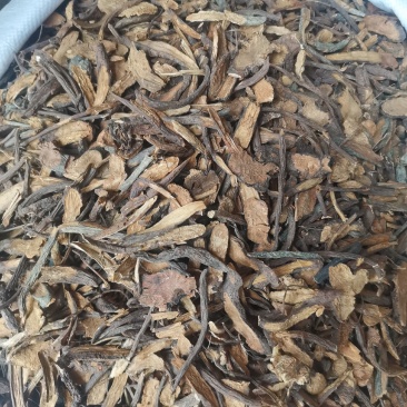 大西南地榆无杂净货水洗量大从优欢迎选购