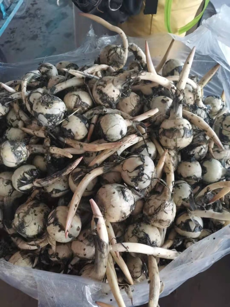 茨菇