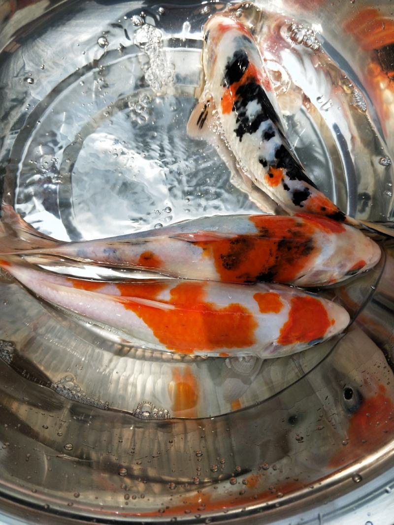 锦鲤鱼苗日本锦鲤纯种锦鲤观赏性淡水养殖苗场直供