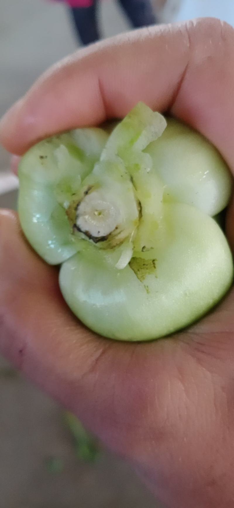 大颗中颗小颗上海青，一年四季有货，产地直发价格美丽，
