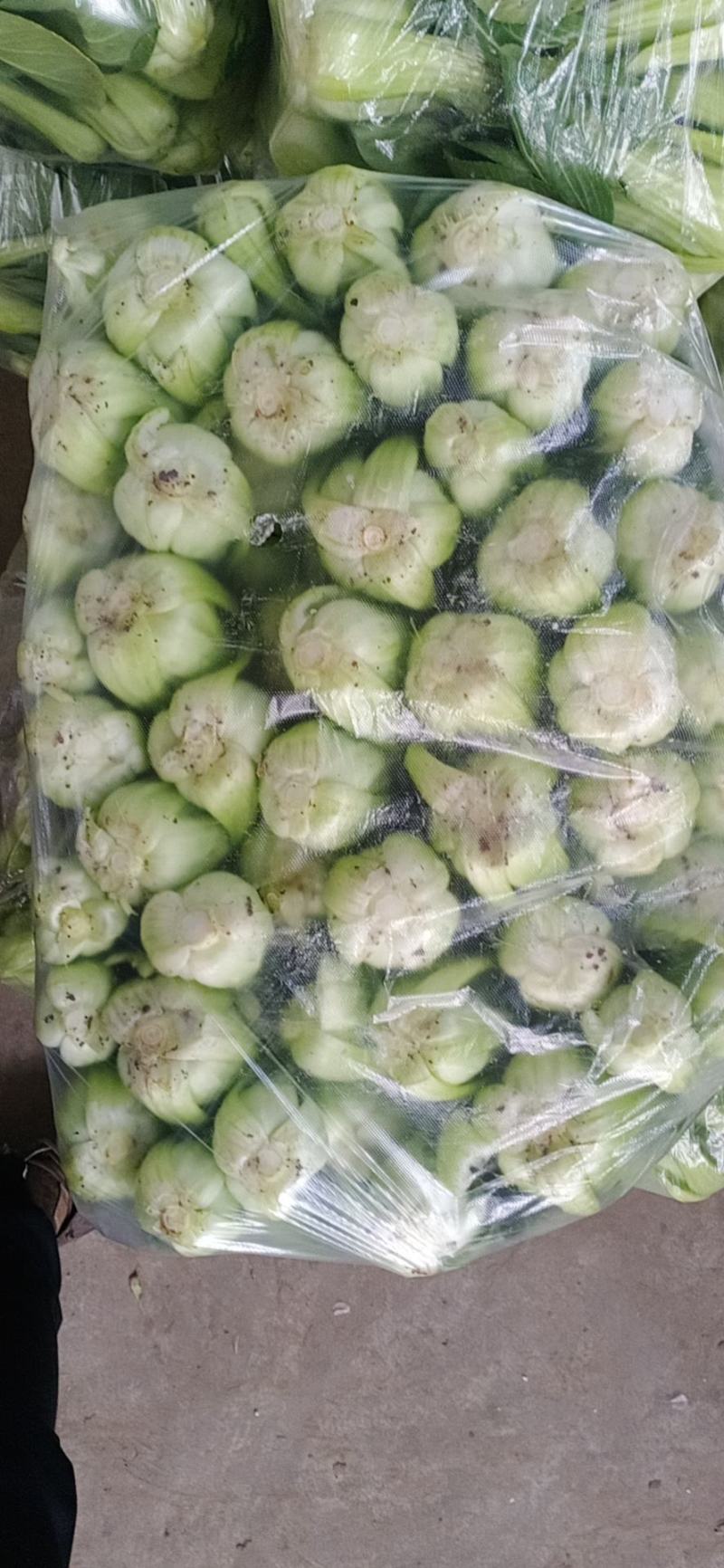 大颗中颗小颗上海青，一年四季有货，产地直发价格美丽，