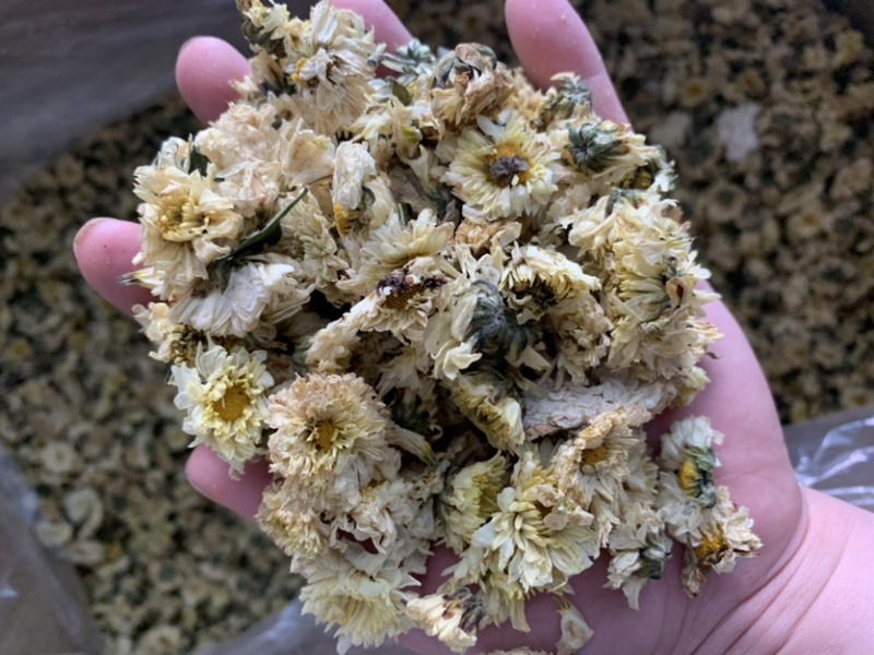 菊花茶杭白菊茶饮级别