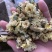 菊花茶杭白菊茶饮级别