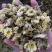 菊花茶杭白菊茶饮级别