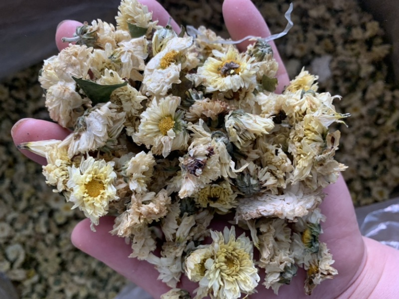 菊花茶杭白菊茶饮级别