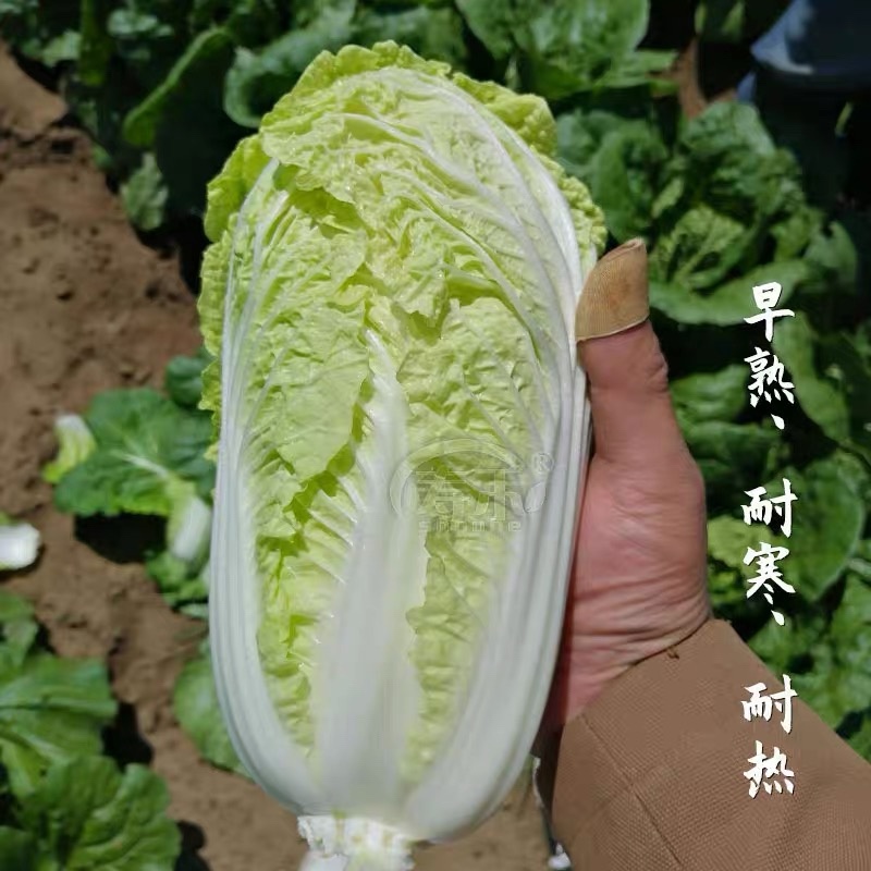 白菜种子娃娃菜极早熟黄芯娃娃菜50天上市