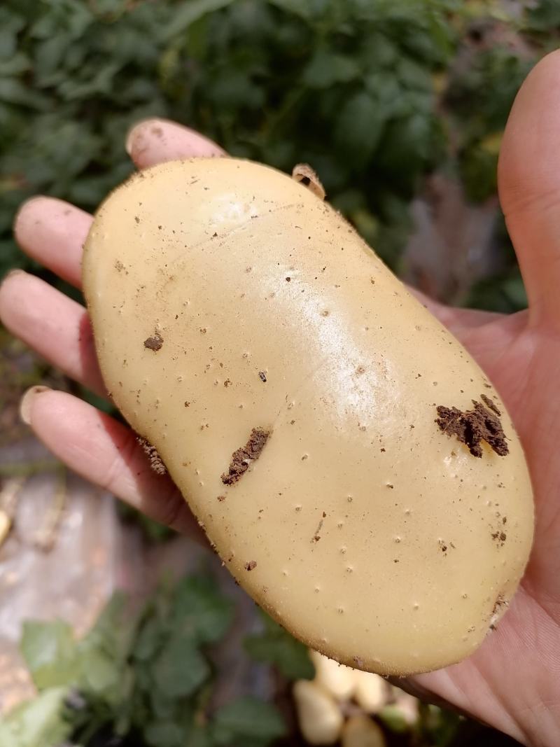 山东安丘荷兰黄心土豆，一手货源，保质保量，全国发货