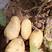 山东安丘荷兰黄心土豆，一手货源，保质保量，全国发货