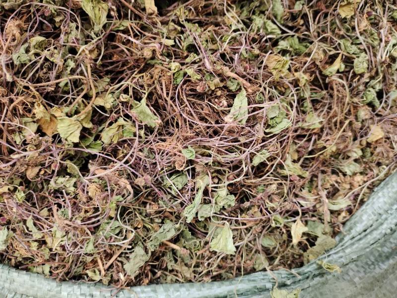 草类雷公根草崩大碗积雪草马蹄草雷公藤草新货