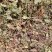 草类雷公根草崩大碗积雪草马蹄草雷公藤草新货