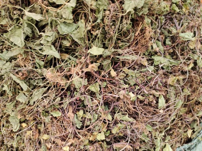 草类雷公根草崩大碗积雪草马蹄草雷公藤草新货