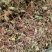 草类雷公根草崩大碗积雪草马蹄草雷公藤草新货