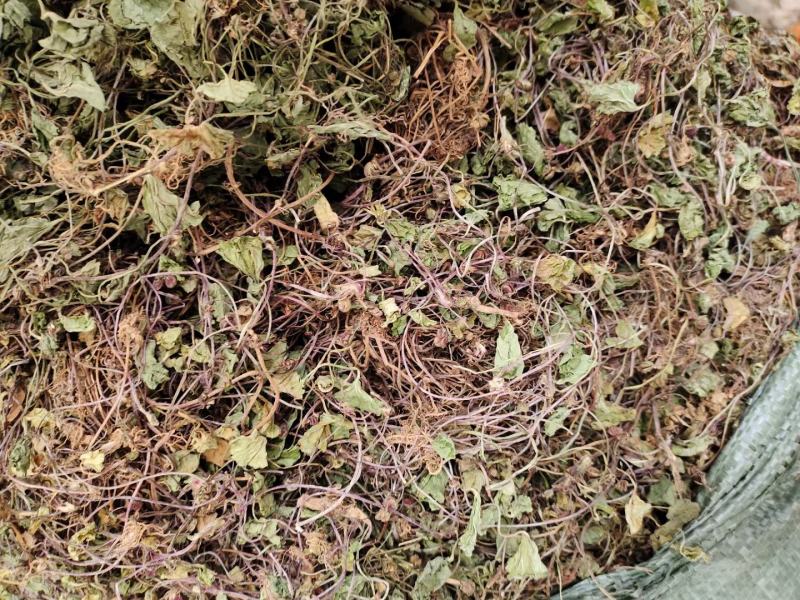 草类雷公根草崩大碗积雪草马蹄草雷公藤草新货