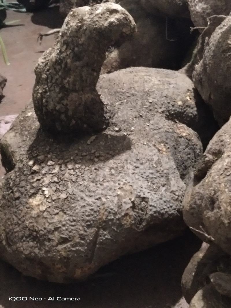 好货大货鲜货