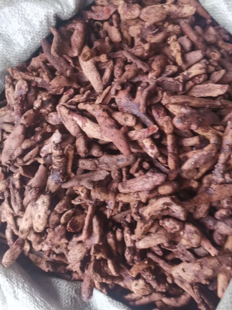 优质湖南贵州骨碎补去毛烘干量大从优规格齐全
