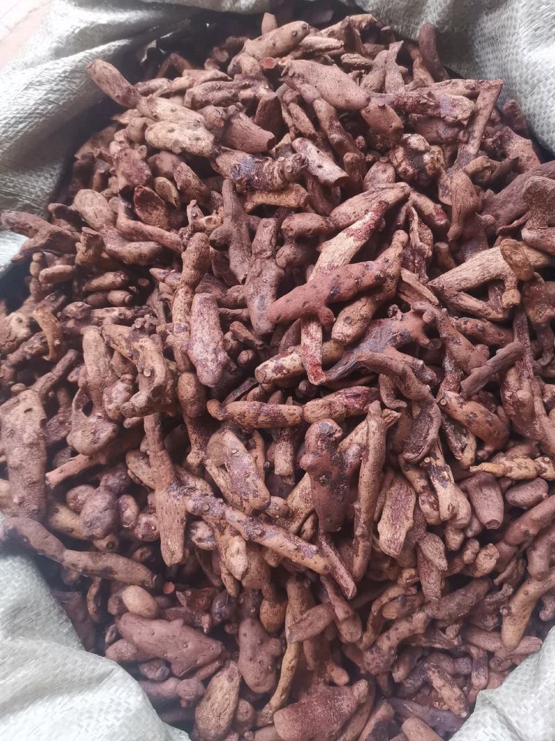 优质湖南贵州骨碎补去毛烘干量大从优规格齐全