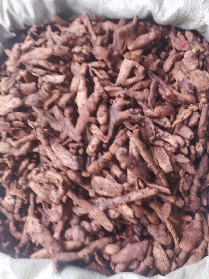 优质湖南贵州骨碎补去毛烘干量大从优规格齐全
