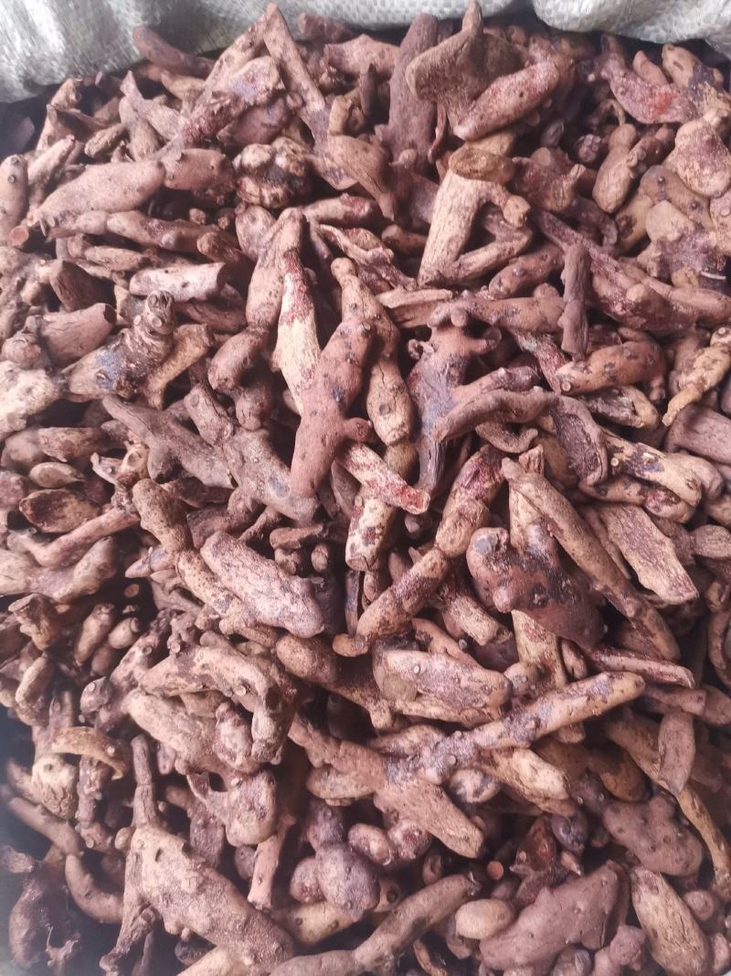 优质湖南贵州骨碎补去毛烘干量大从优规格齐全