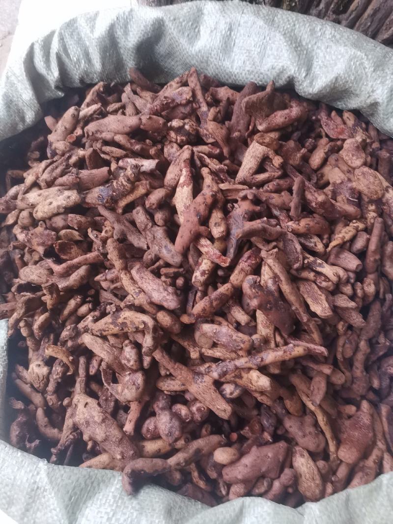 优质湖南贵州骨碎补去毛烘干量大从优规格齐全
