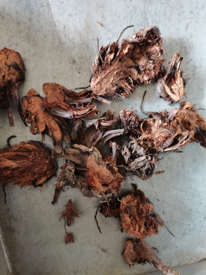 贯众南贯众批发零售下单联系亲