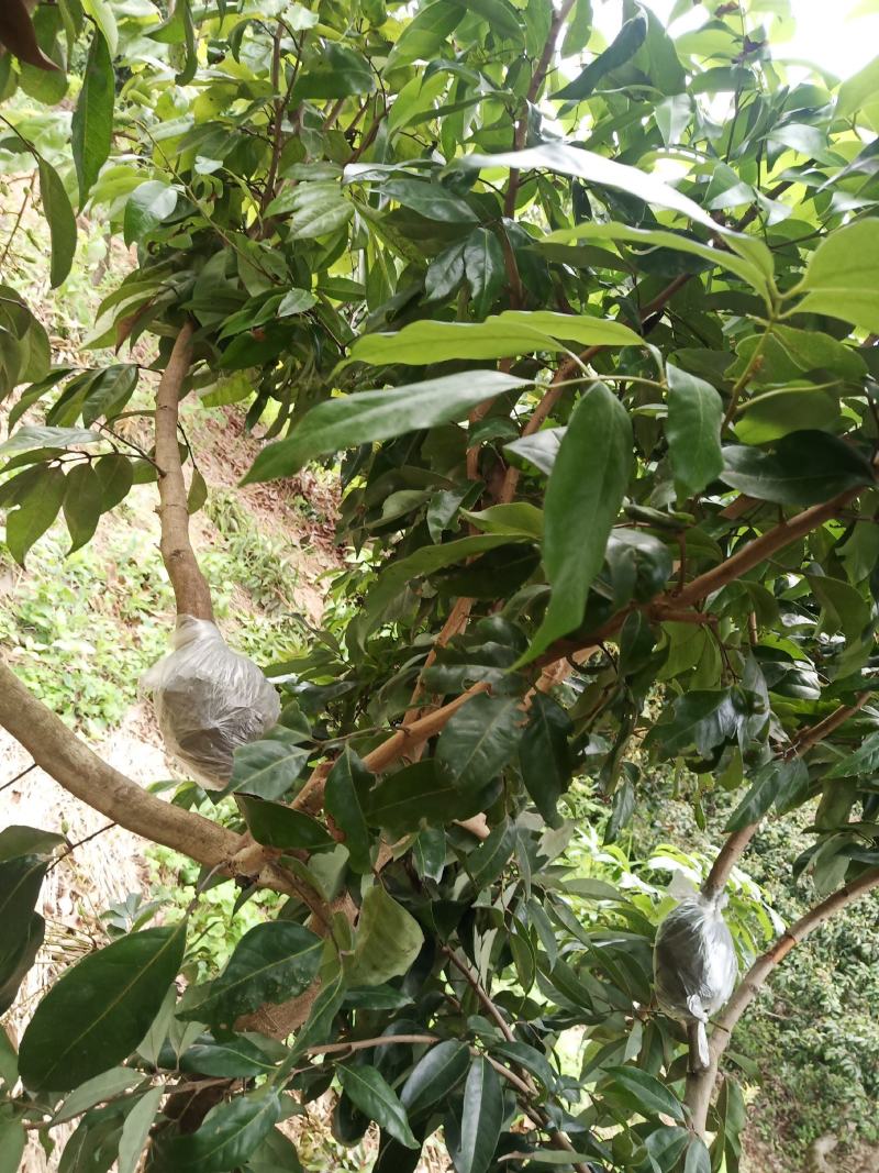 广西荔枝木苗仙进奉，冰荔，贡荔(情人荔)，桂味，