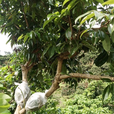 广西荔枝木苗仙进奉，冰荔，贡荔(情人荔)，桂味，
