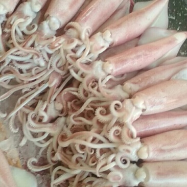 八爪，鱿鱼，蟹肉，各种规格，八爪口感很脆