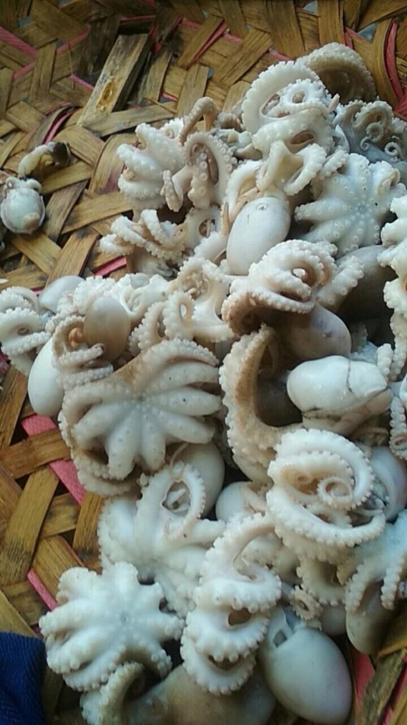 八爪，鱿鱼，蟹肉，各种规格，八爪口感很脆