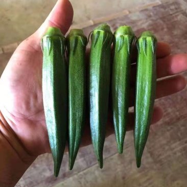 秋葵苗()