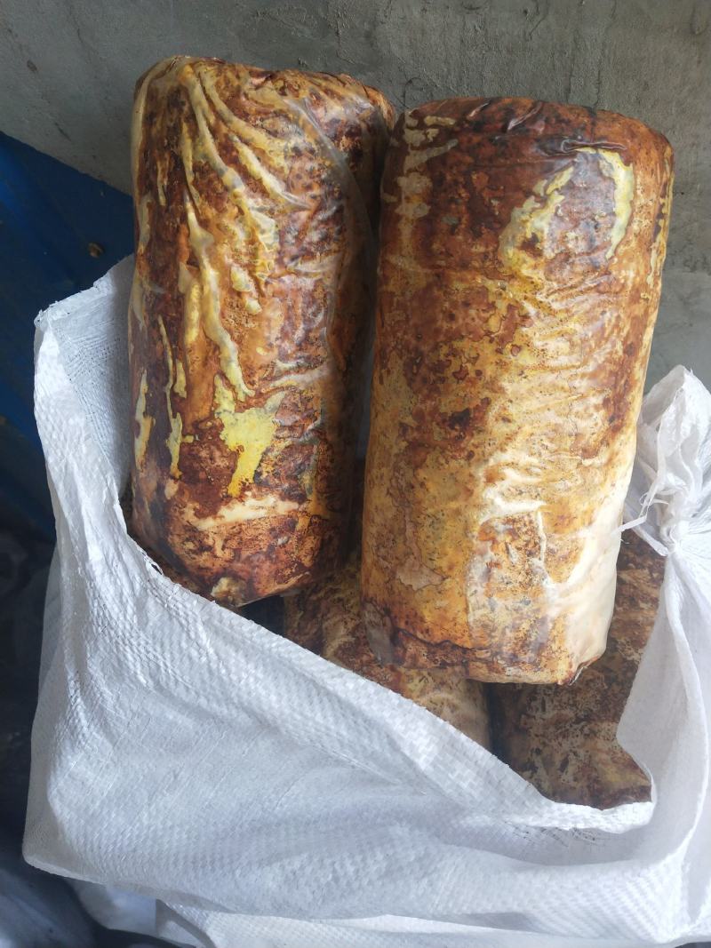 桑黄菌种（菌包）桑木屑制作的开口出黄的桑黄菌包