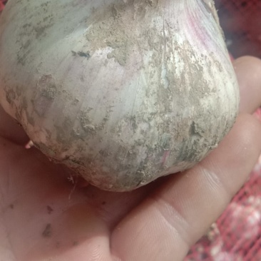 鲜大蒜