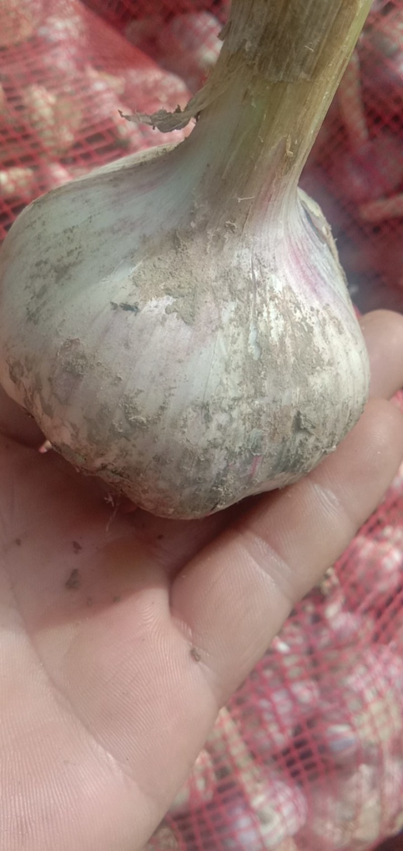 鲜大蒜