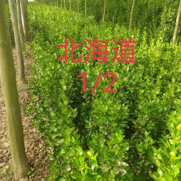 北海道黄杨商丘货源