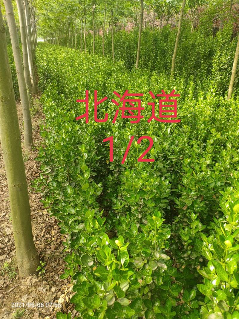 北海道黄杨商丘货源