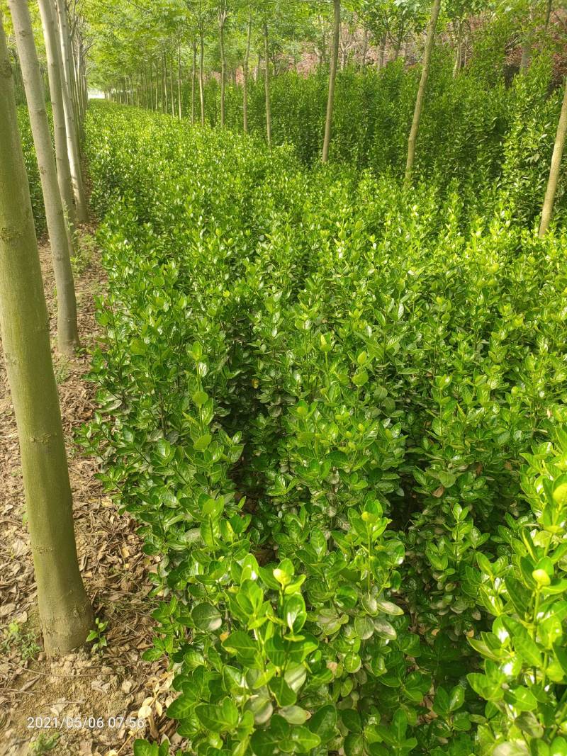 北海道黄杨商丘货源