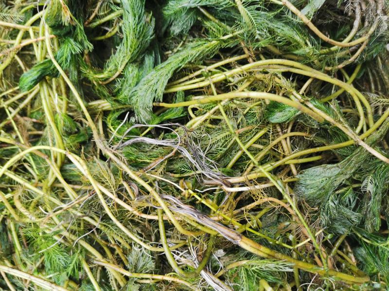 穗花狐尾藻牛头尾水生植物净化水质造景沉水草