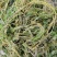 穗花狐尾藻牛头尾水生植物净化水质造景沉水草