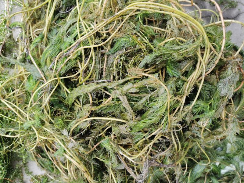 穗花狐尾藻牛头尾水生植物净化水质造景沉水草