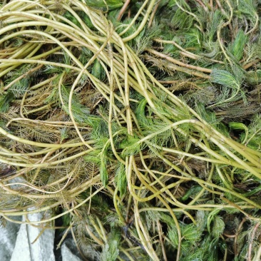 穗花狐尾藻牛头尾水生植物净化水质造景沉水草