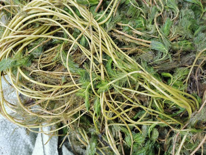 穗花狐尾藻牛头尾水生植物净化水质造景沉水草