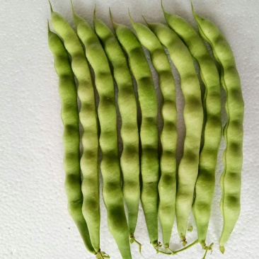 大青豆（新鲜大青豆现货）