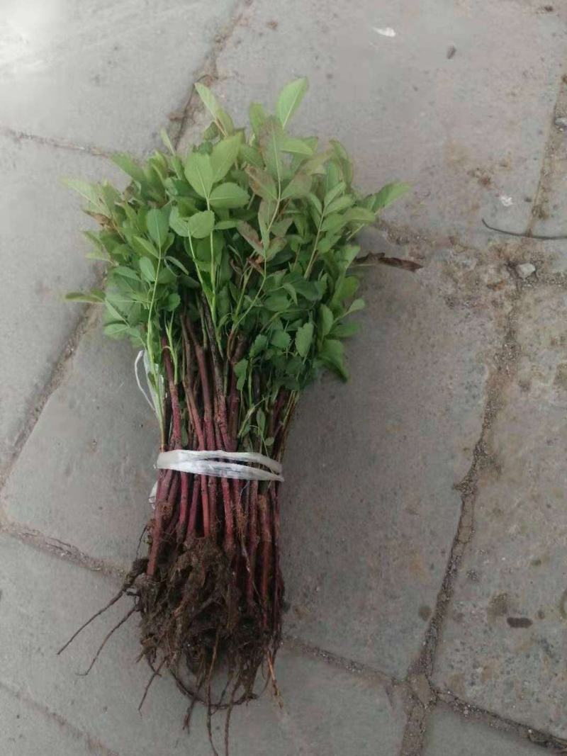 丰花一号平阴玫瑰食用玫瑰药用玫瑰苗万亩玫瑰种植加