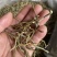 铁皮石斛干条，无硫500g装，临省可以包邮！