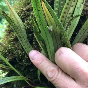 西藏化石草-小叶肾精茶-高品质新货-一斤起发全国包邮