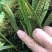 西藏化石草-小叶肾精茶-高品质新货-一斤起发全国包邮