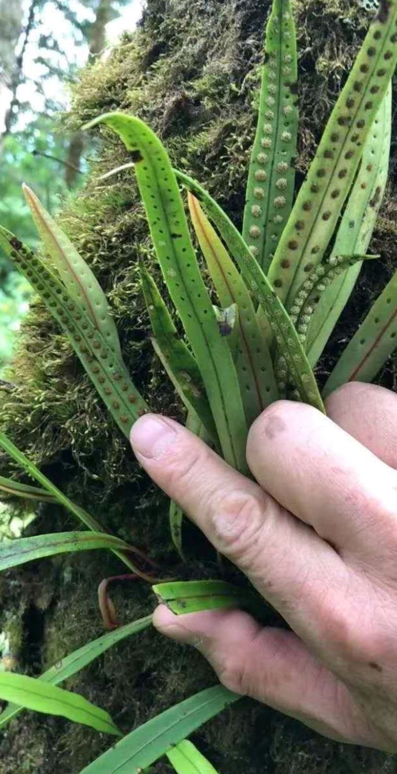 西藏化石草-小叶肾精茶-高品质新货-一斤起发全国包邮